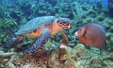 <a href="https://tchoa.neighborhood.online/hoa/documents">Document Library</a> d295a2e6-f795-444b-b53e-fd254c6a0def.jpg